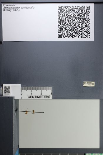 Media type: image;   Entomology 531684